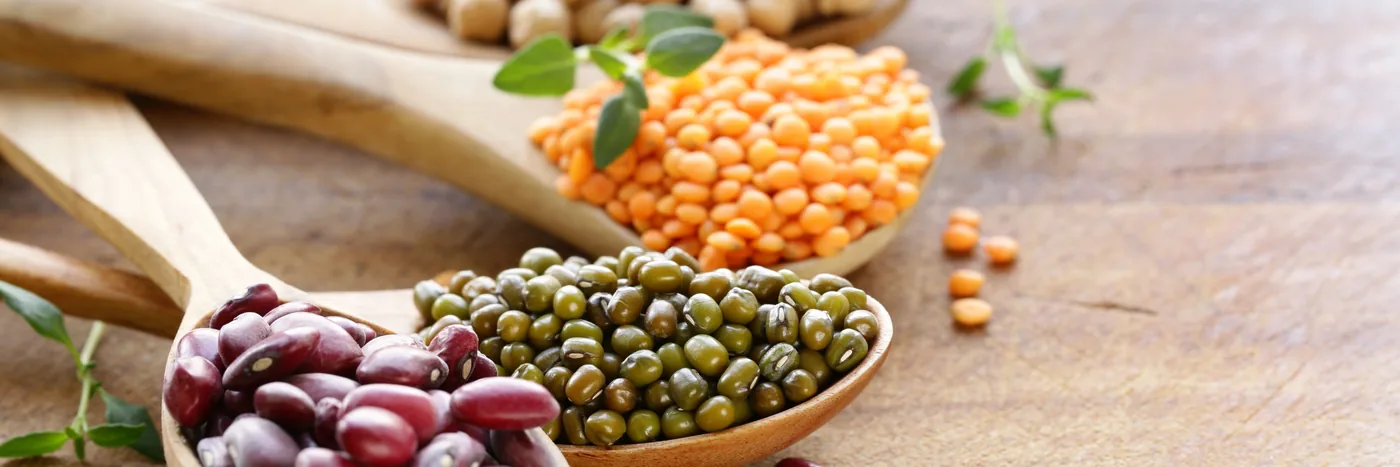 Dried beans, lentils, chickpeas and mung beans heaped on wooden spoons across a table.